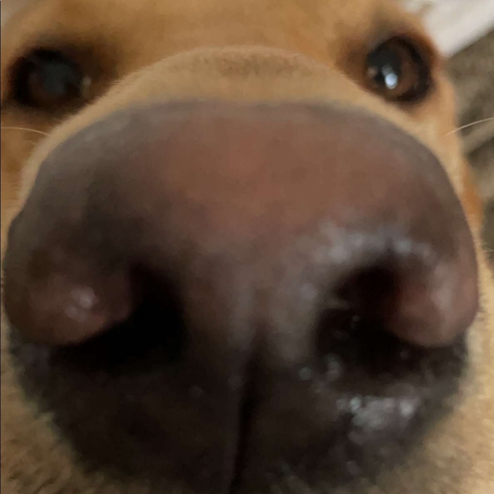 Meet your Posher, Linds